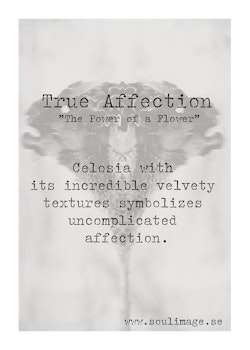 True Affection