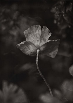 The Poppy Flower