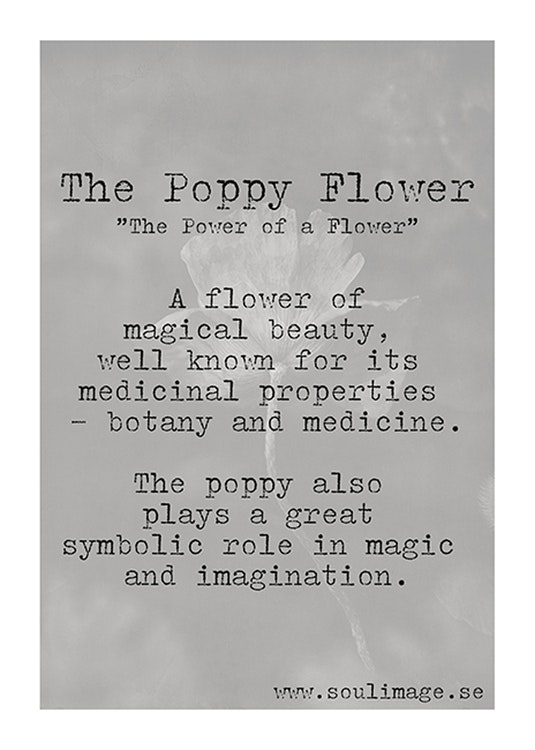 The Poppy Flower - "Power of a Flower"
