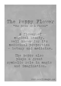 The Poppy Flower - "Power of a Flower"