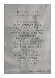 Green Leaf - "Power of a Flower"