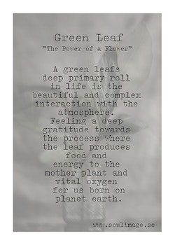 Green Leaf - "Power of a Flower"