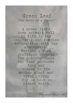 Green Leaf