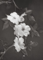 Rosehip Flowers - "Power of a Flower"