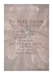 In Full Bloom - "Power of a Flower"