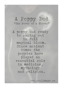 A Poppy Bud