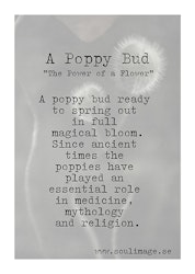 A Poppy Bud