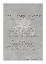 A Poppy Flower