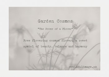 Cosmos Garden - "Power of a Flower"