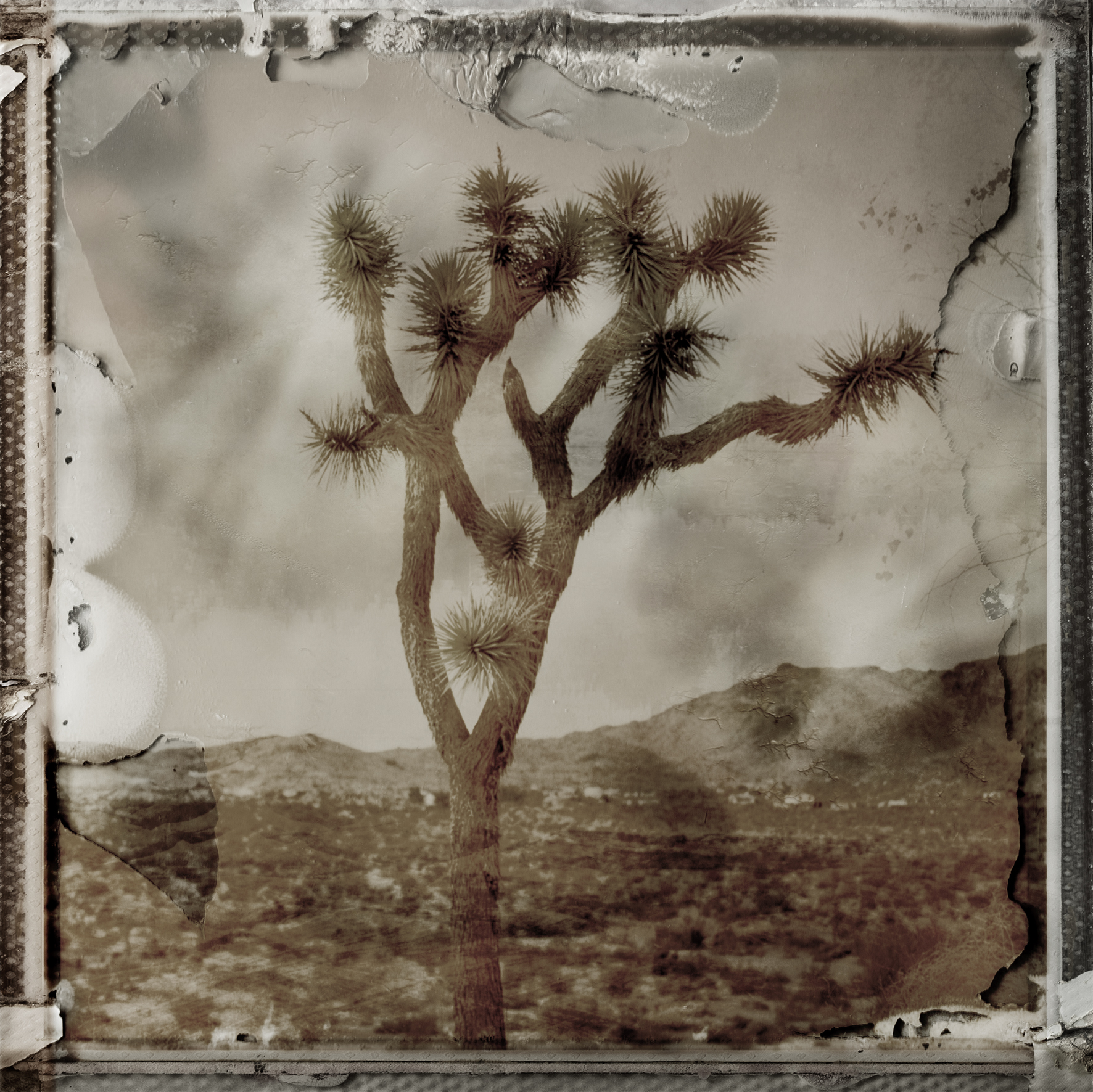 California Desert - Limited Edition
