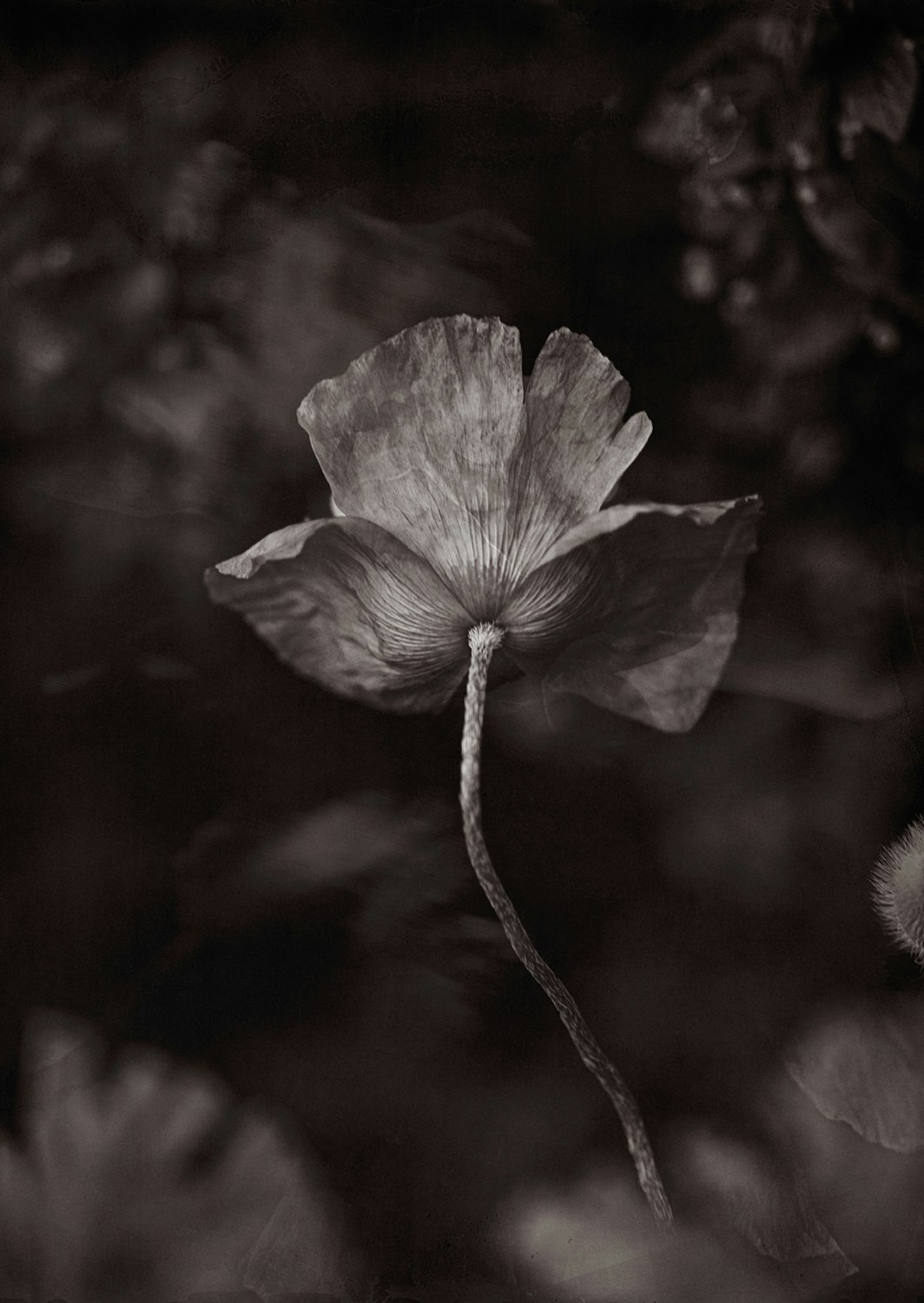 A Poppy Flower - Card