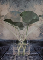 Leaf Symbolism - Card
