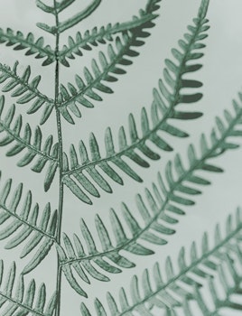 Green Fern - Card