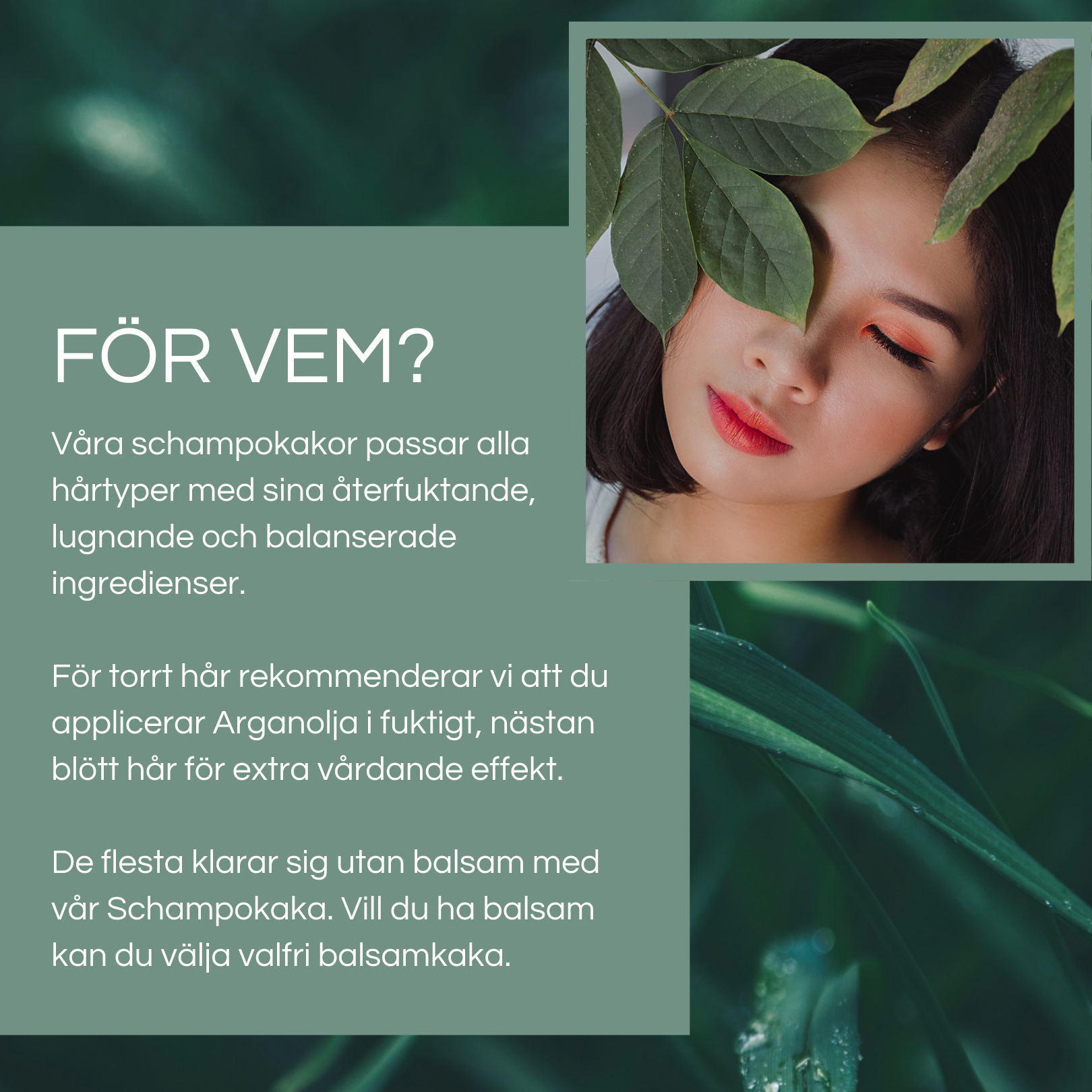 COLOR POP: Schampo + Balsamkaka Lavendel