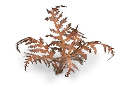 Dry Bracken