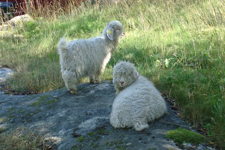 Handtvättad mohair