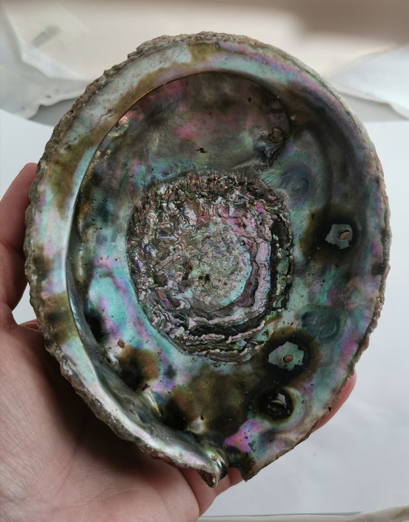 Snäckskal Paua Abalone