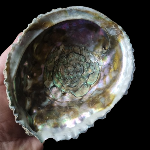 Abalone Snäckskal