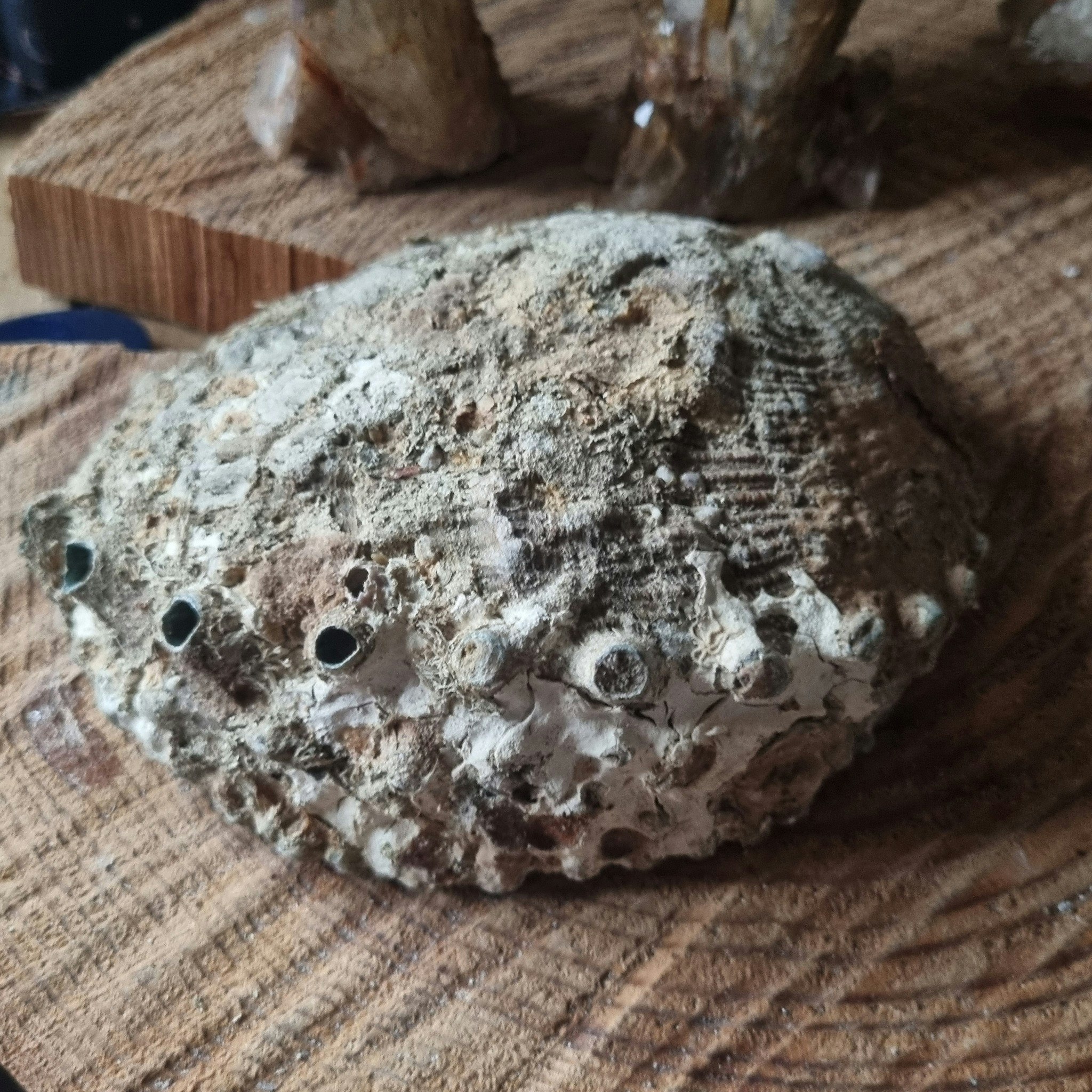 Abalone Snäckskal