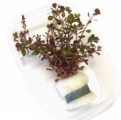 Rotala Blood Red