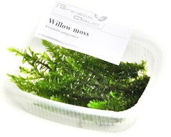 Willow moss