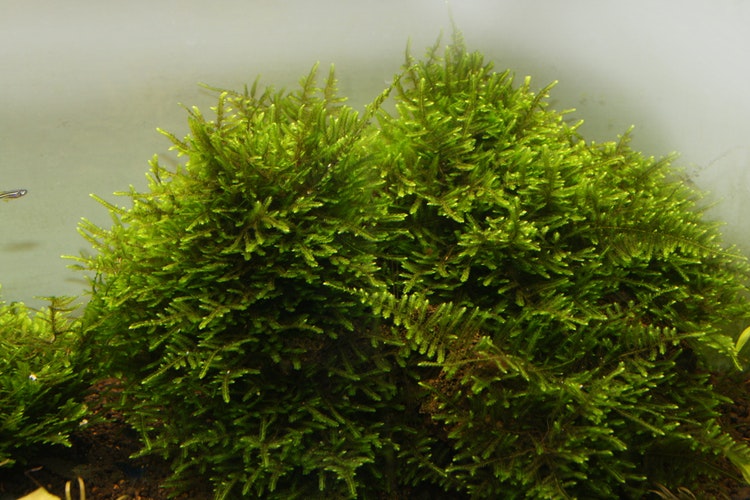 Taiwan Moss