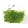 Riccia fluitans