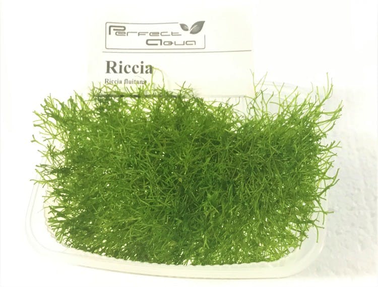 Riccia fluitans