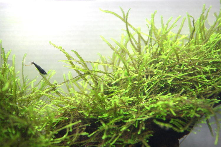 Peacock moss