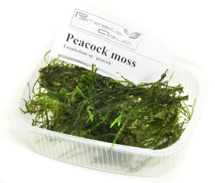 Peacock moss