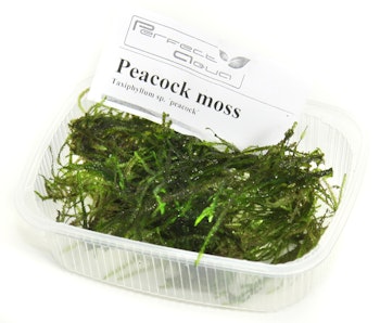 Peacock moss