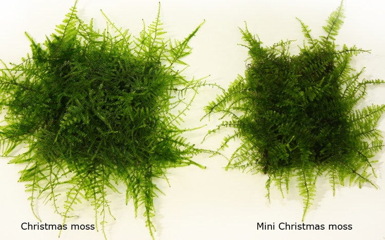 Mini christmas moss