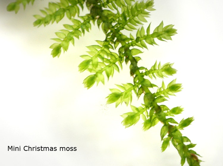 Mini christmas moss