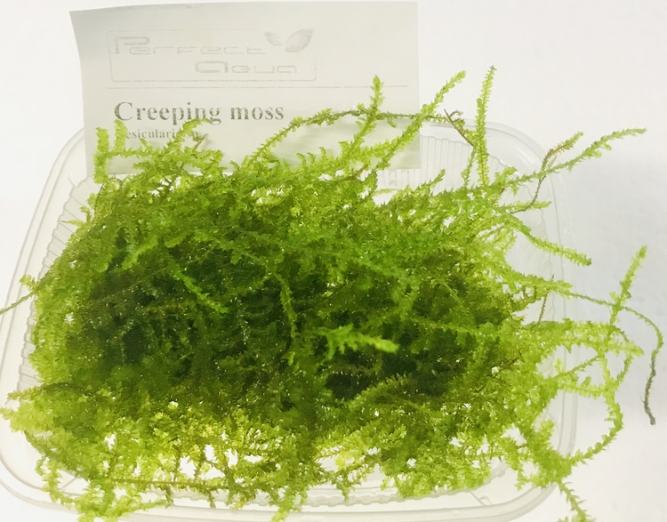 Creeping moss