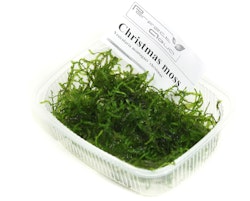 Christmas moss