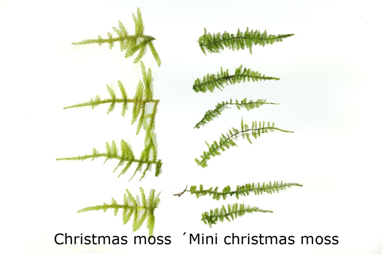Christmas moss