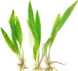 Cryptocoryne aponogetifolia