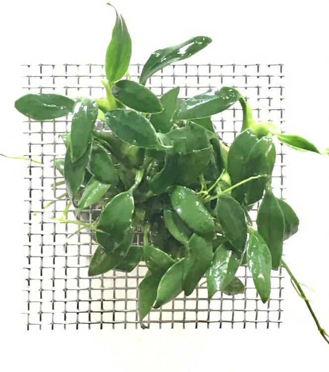 Anubias "Pangolino"