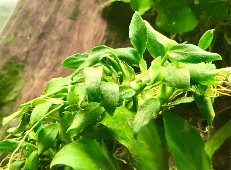 Anubias "Pangolino"