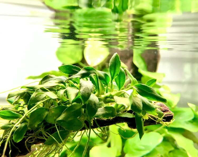 Anubias "Pangolino"