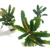 Bucephalandra Alamanda V3 Dark