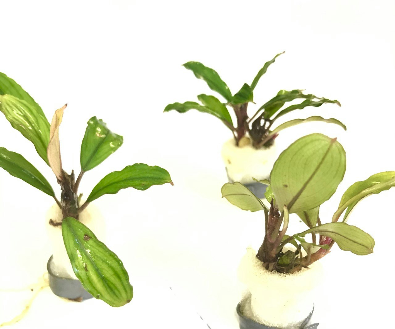 Bucephalandra Lo Black