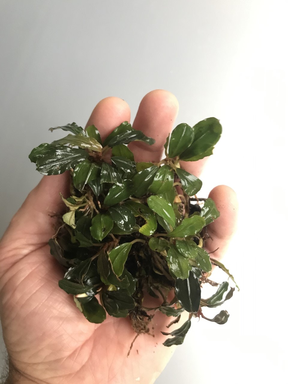 Bucephalandra Lamandau Round