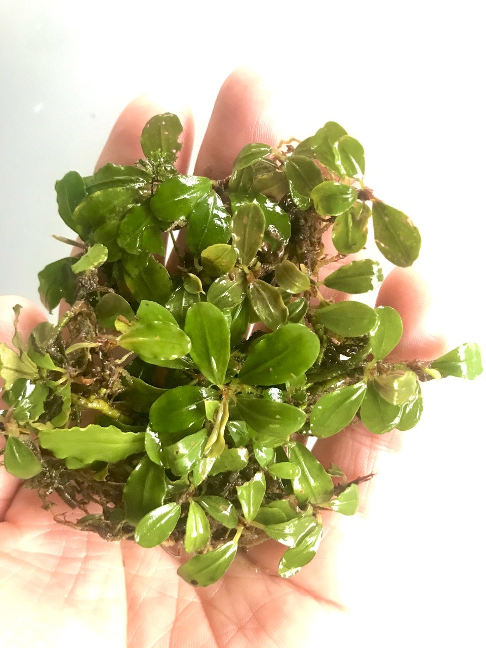 Bucephalandra Apple Leaf