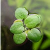 Limnobium laevigatum, 'Frogbit'