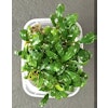 Bucephalandra Theia Green