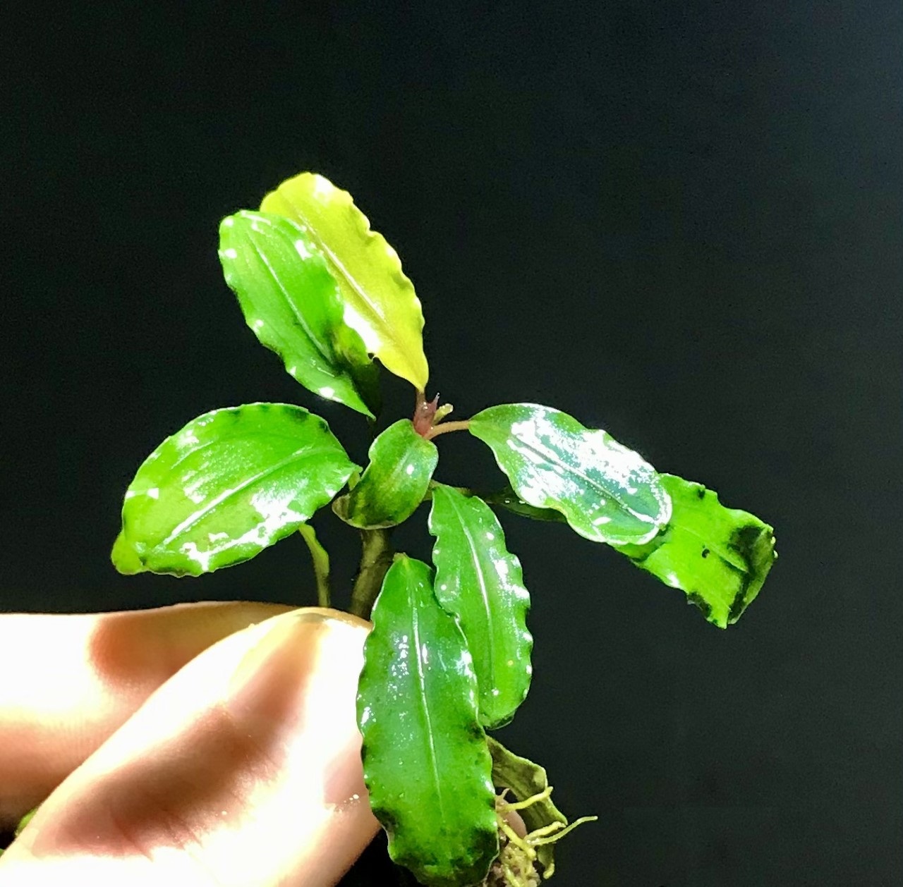 Bucephalandra Theia Green