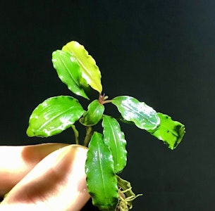Bucephalandra Theia Green