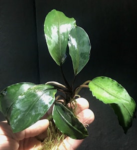 Bucephalandra Pearl Grey