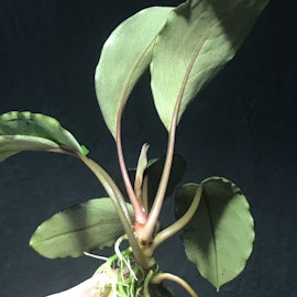 Bucephalandra Pearl Grey